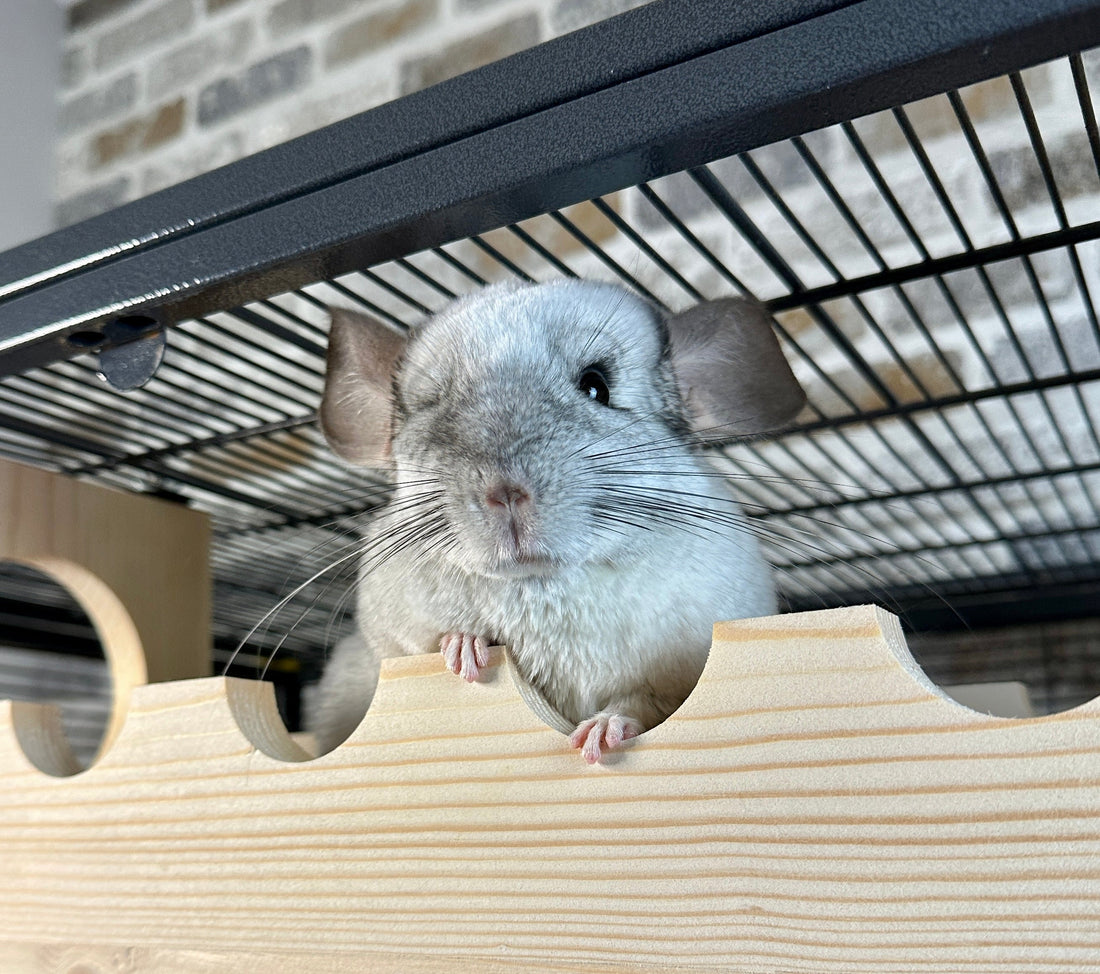 Kingdom over Boredom