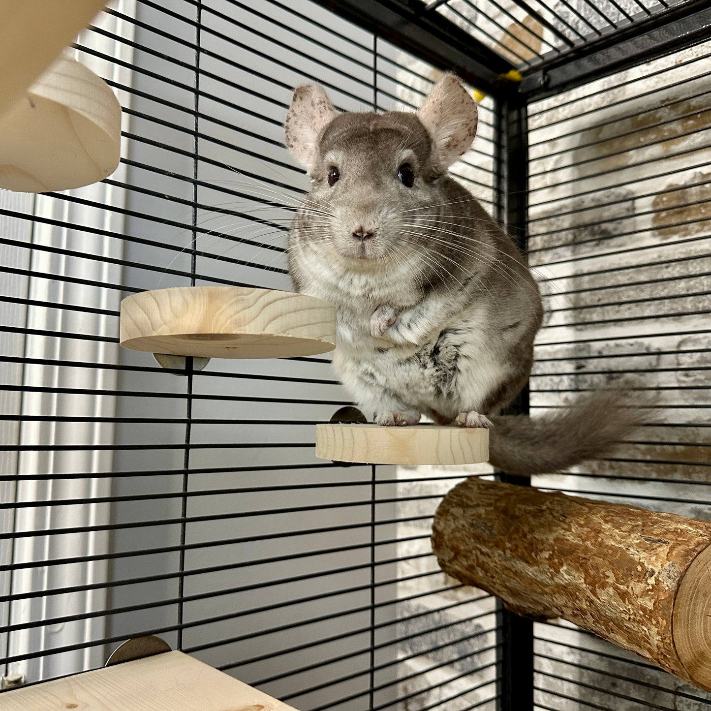 Lil' Steps