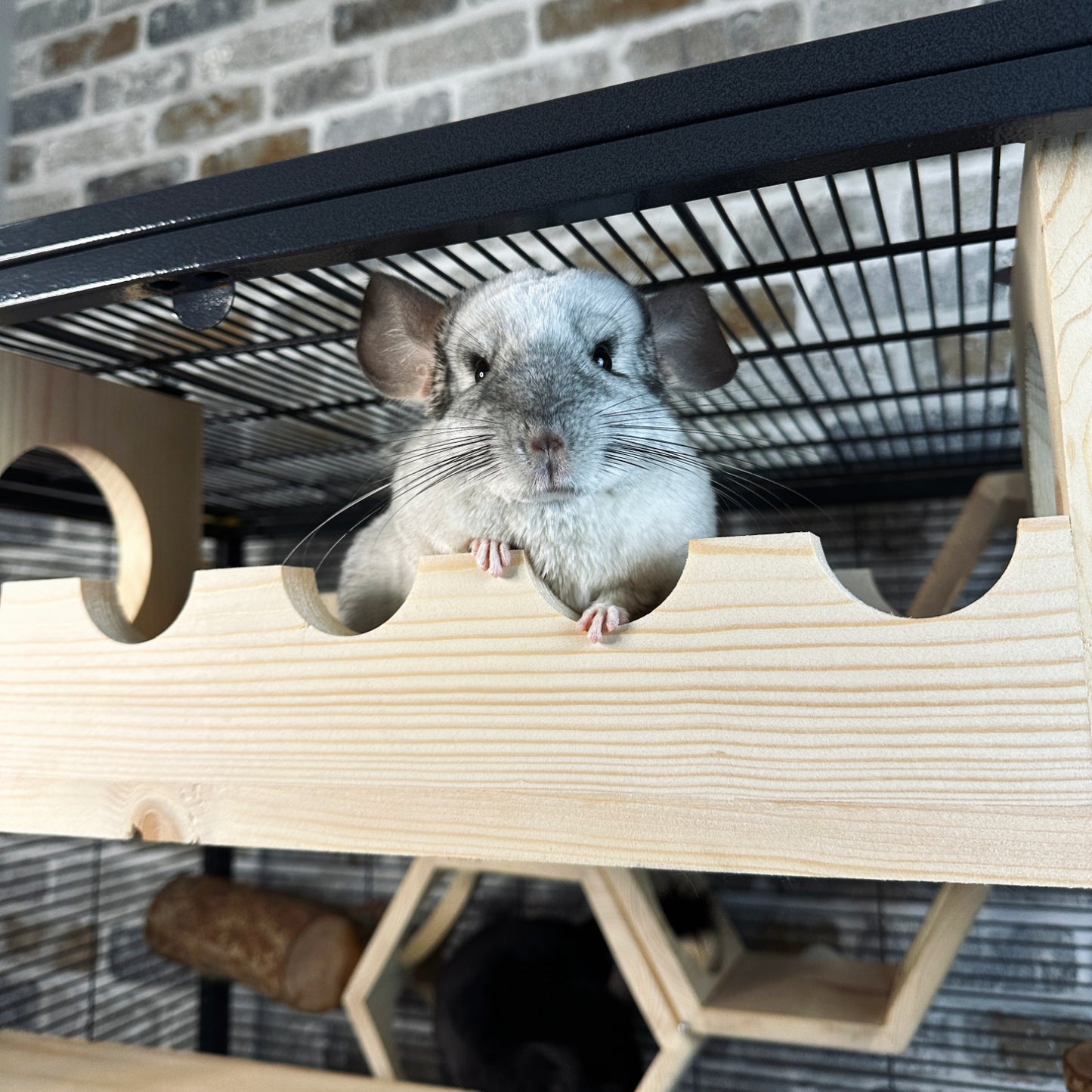 Whisker Watchtower