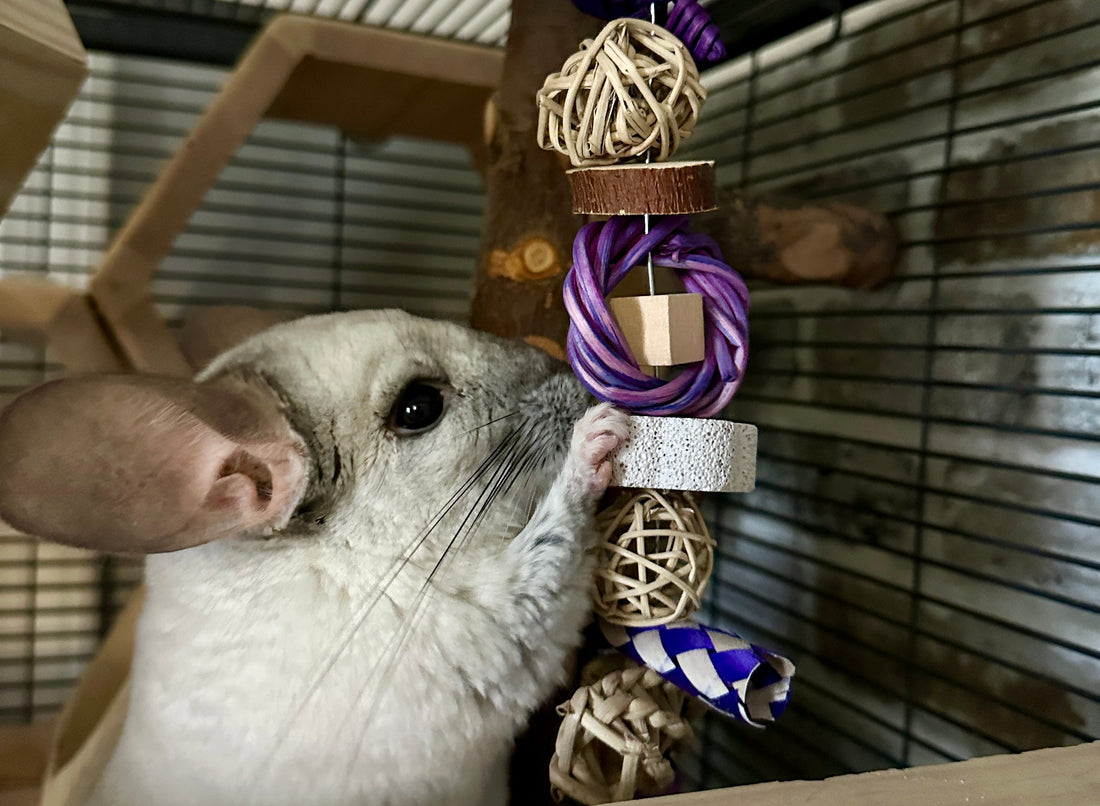 Chewing, Gnawing, Shredding - Oh My!